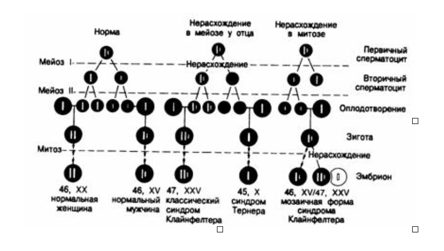 Нерасхождение хромосом в мейозе 1. Схема нормального и патологического митоза. Синдром Клайнфельтера сперматогенез. Схема патологического мейоза. Схема овогенеза при синдроме Дауна.